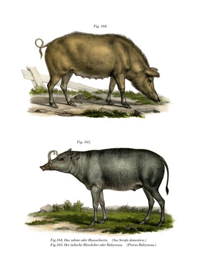 Cerdo Doméstico, 1860 de German School